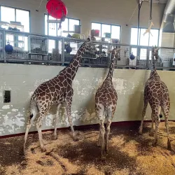Cheyenne Mountain Zoo - Colorado Springs