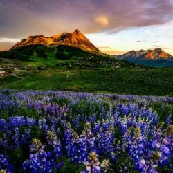 Crested Butte Wildflower Festival - Crested Butte