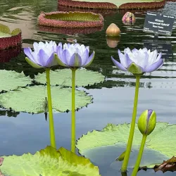 Denver Botanic Gardens - Denver