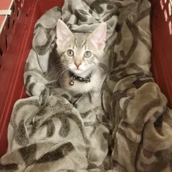 Cherrelyn Animal Shelter - Englewood