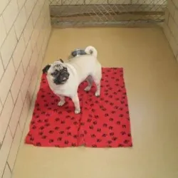 Cherrelyn Animal Shelter - Englewood