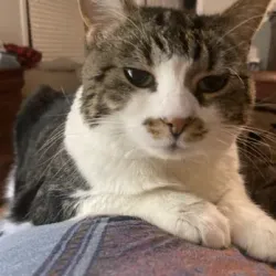 Cherrelyn Animal Shelter - Englewood