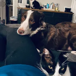 Cherrelyn Animal Shelter - Englewood