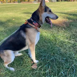 Cherrelyn Animal Shelter - Englewood