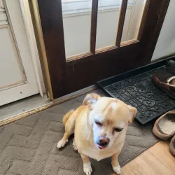 Cherrelyn Animal Shelter - Englewood