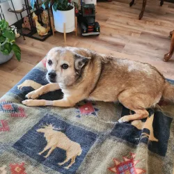 Cherrelyn Animal Shelter - Englewood