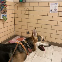 Cherrelyn Animal Shelter - Englewood