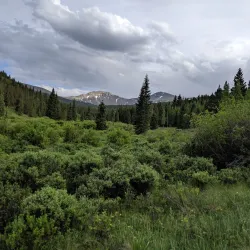Pike National Forest - Fairplay