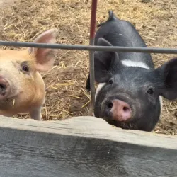 The Farm at Lee Martinez Park - Fort Collins