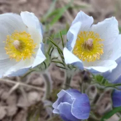 Sunlight Mountain Resort - Glenwood Springs