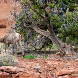 Colorado National Monument - Grand Junction