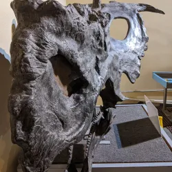 Fruita Dinosaur Journey Museum - Grand Junction