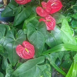 Western Colorado Botanical Gardens - Grand Junction