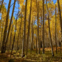 Gunnison National Forest - Gunnison