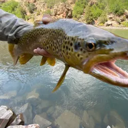 Gunnison River - Gunnison