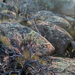 Hartman Rocks Recreation Area - Gunnison