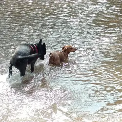 Bear Creek Dog Park - Highlands Ranch