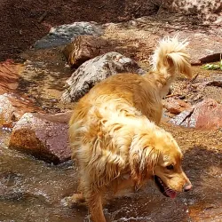 Bear Creek Dog Park - Highlands Ranch