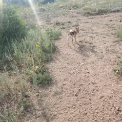 Bear Creek Dog Park - Highlands Ranch