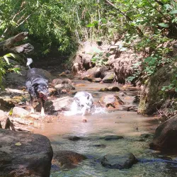 Bear Creek Dog Park - Highlands Ranch