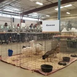 Boulder County Fairgrounds - Longmont