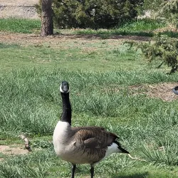 Golden Ponds Park - Longmont