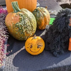 Parker Farmers Market - Parker