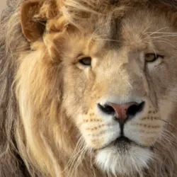 The Wildlife Experience - Parker