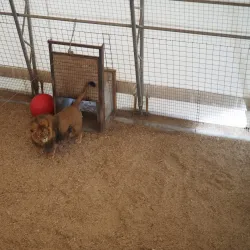 The Wildlife Experience - Parker