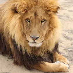 The Wildlife Experience - Parker