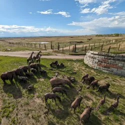 The Wildlife Experience - Parker