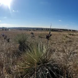 Niver Creek Park - Thornton