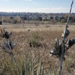 Niver Creek Park - Thornton