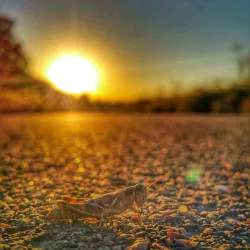 Thornton Sports Complex - Thornton