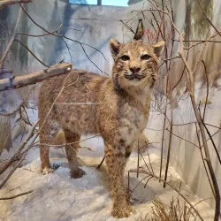 Roaring Brook Nature Center - Avon