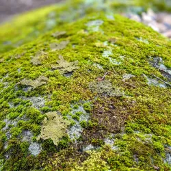 Wooster Mountain State Park - Danbury