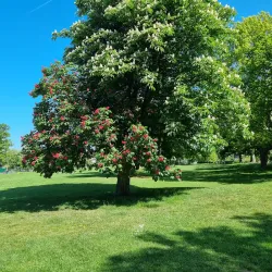 Enfield Town Park - Enfield