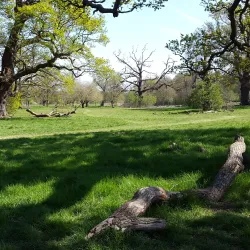 Enfield Town Park - Enfield
