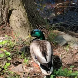 Freshwater Pond - Enfield
