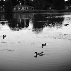 Freshwater Pond - Enfield