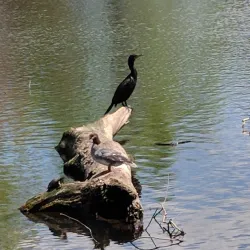 Freshwater Pond - Enfield
