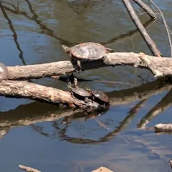 Freshwater Pond - Enfield