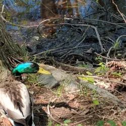 Freshwater Pond - Enfield