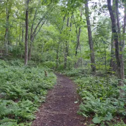 Scantic River State Park - Enfield