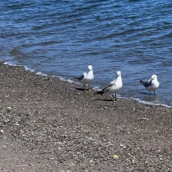 Jennings Beach - Fairfield