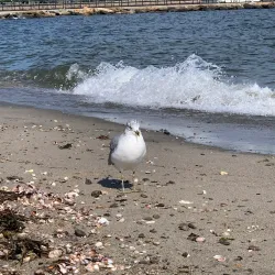 Penfield Beach - Fairfield
