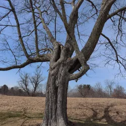 Hill-Stead Museum - Farmington