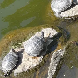 Binney Park - Greenwich