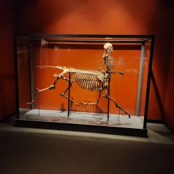 Bruce Museum - Greenwich