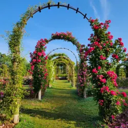 Elizabeth Park Rose Garden - Greenwich
